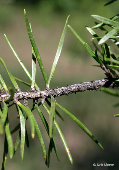 Pinus banksiana