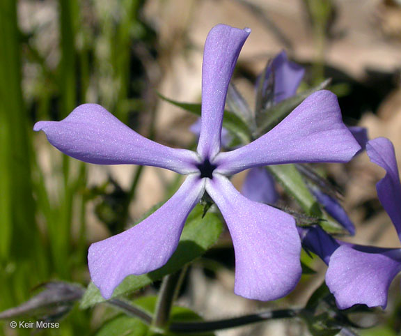 Phlox divaricata ssp. laphamii