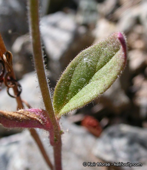 Antirrhinum vexillocalyculatum ssp. Breweri