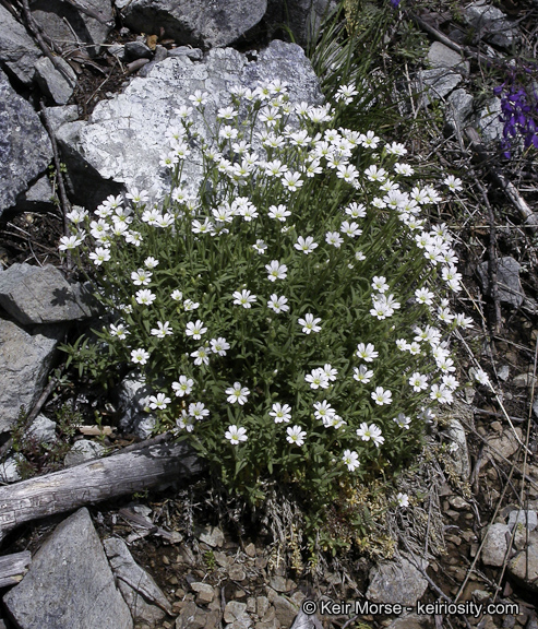 Cerastium arvense ssp. strictum