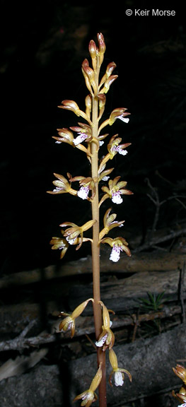 Corallorhiza maculata var. maculata