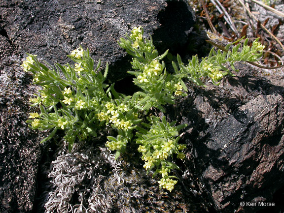 Galium ambiguum ssp. siskiyouense