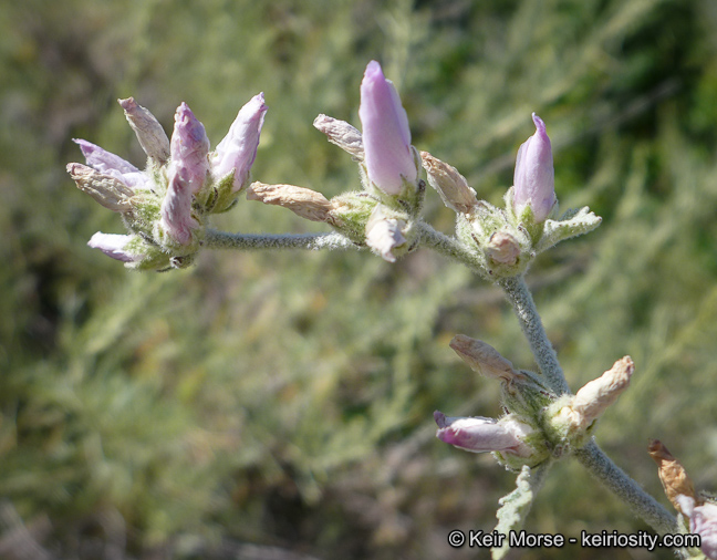 Malacothamnus arcuatus var. arcuatus