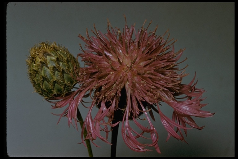 Centaurea debeauxii ssp. thuillieri