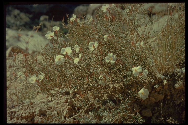 Oenothera pallida ssp. pallida