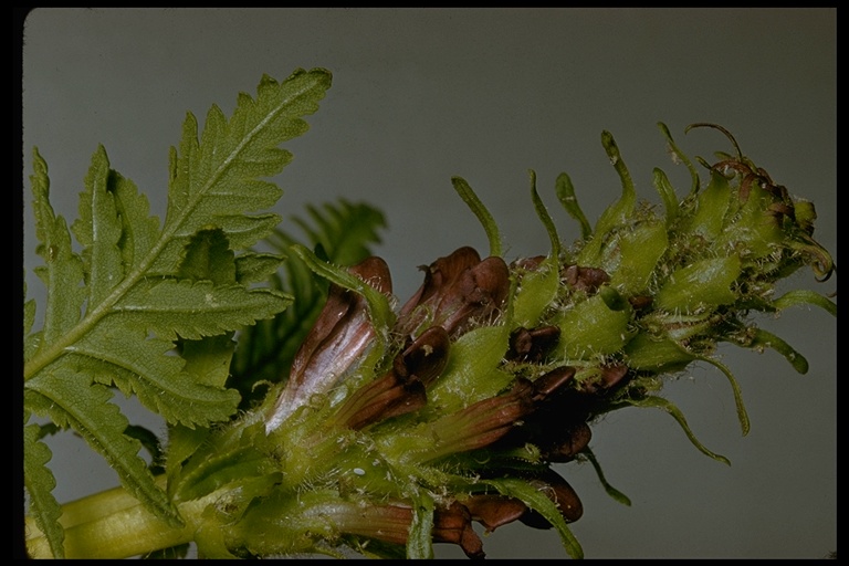 Pedicularis bracteosa var. atrosanguinea