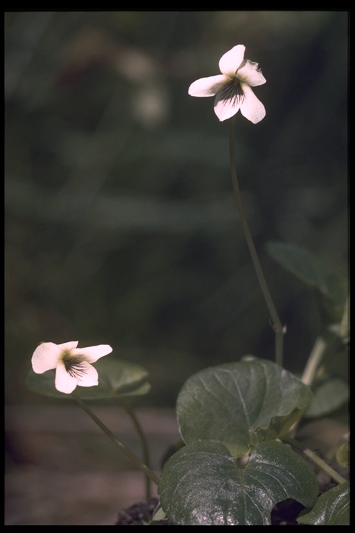 Viola blanda var. palustriformis