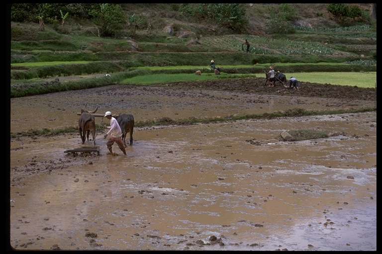 Zebu working in the rice fields before planting in Antananarivo NR, Madagascar