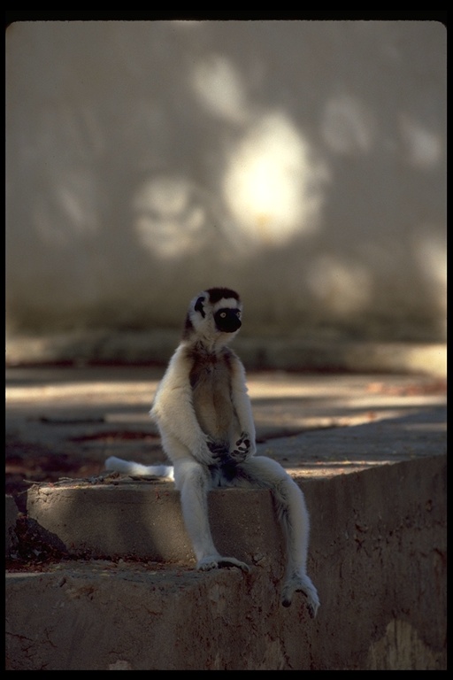 Propithecus verreauxi verreauxi Propithecus verreauxi verreauxi