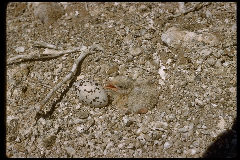Thalasseus sp. Thalasseus sp.