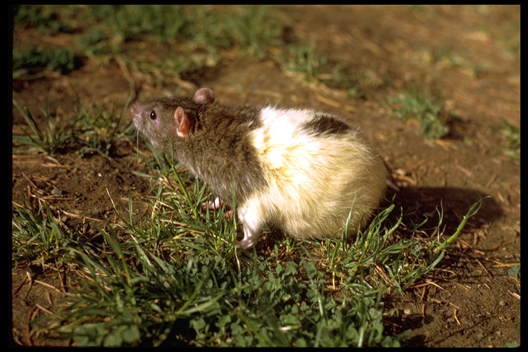 Rattus norvegicus