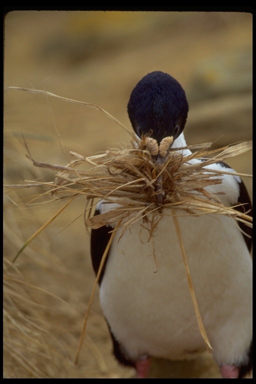 Leucocarbo atriceps Leucocarbo atriceps