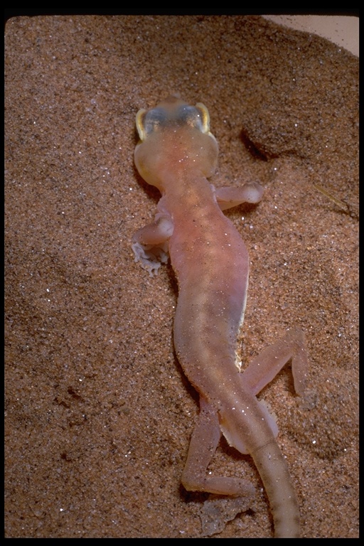 Pachydactylus rangei image