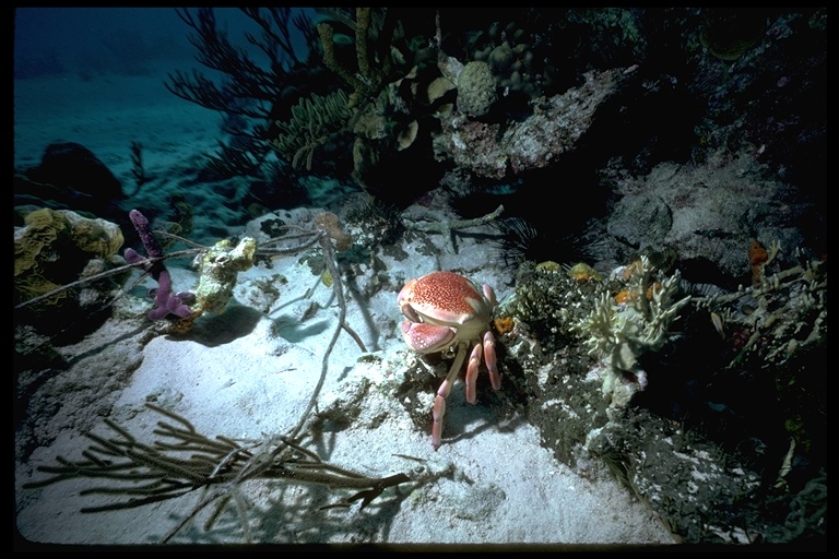 Carpilius corallinus