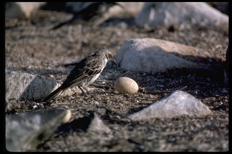 Mimus macdonaldi Mimus macdonaldi