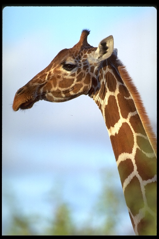 Giraffa reticulata Giraffa reticulata