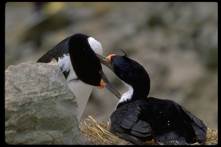 Leucocarbo atriceps Leucocarbo atriceps