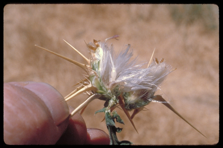 Centaurea iberica x c. calcitrapa