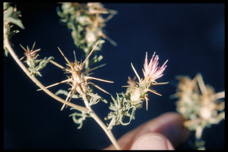Centaurea ×pouzinii