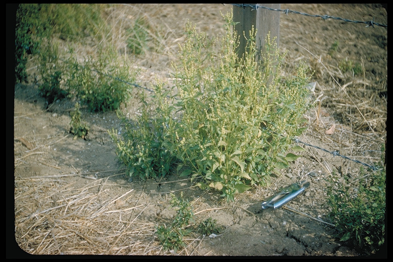 Mercurialis annua Mercurialis annua