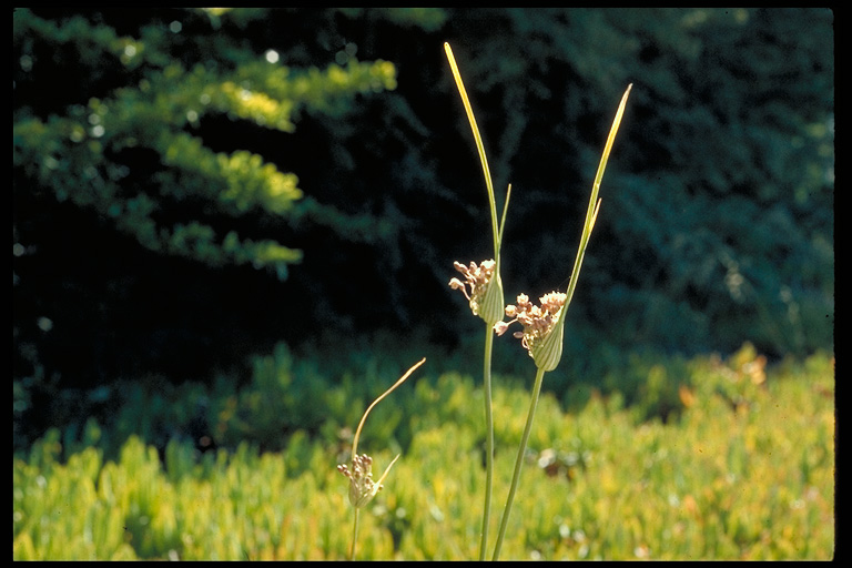 Allium paniculatum var. paniculatum