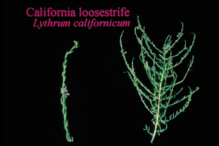Lythrum californicum