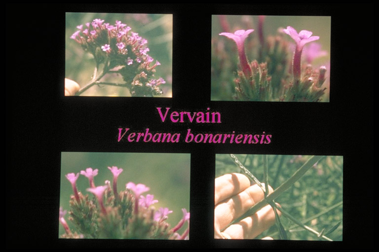Verbena bonariensis