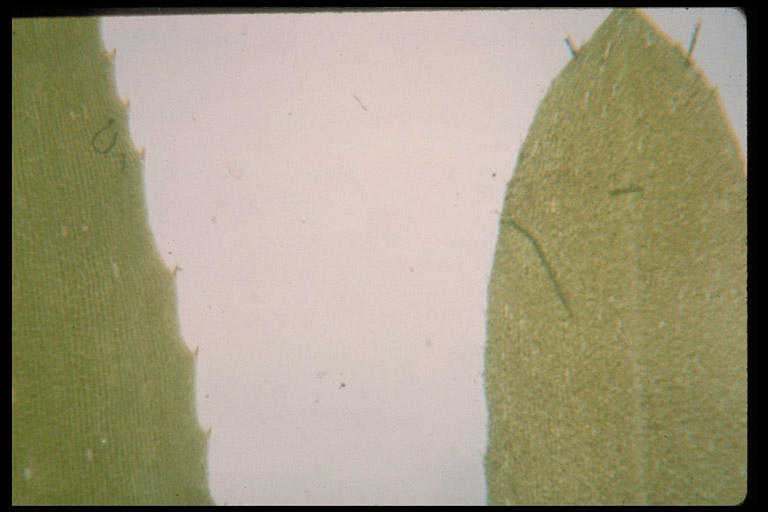 Hydrilla verticillata