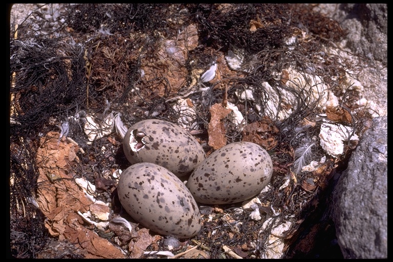 Larus livens Larus livens