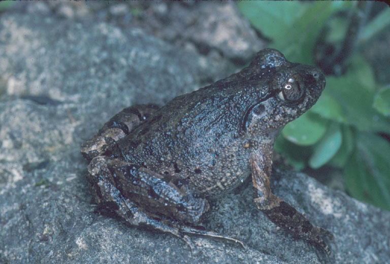 Leptobrachella sungi Leptobrachella sungi