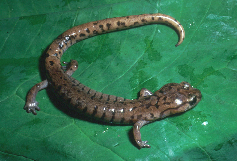 Pseudoeurycea smithi