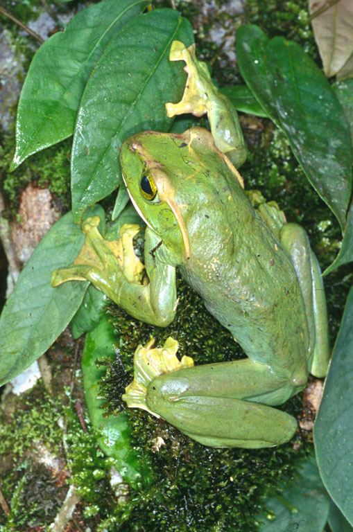 Zhangixalus feae Zhangixalus feae
