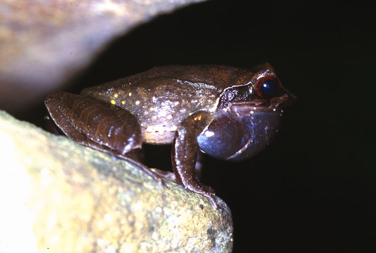 Xenophrys major Xenophrys major