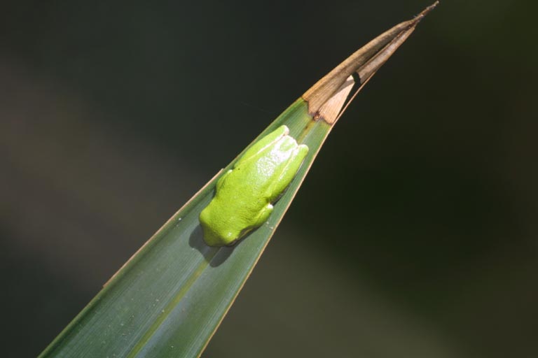 Hyla cinerea Hyla cinerea