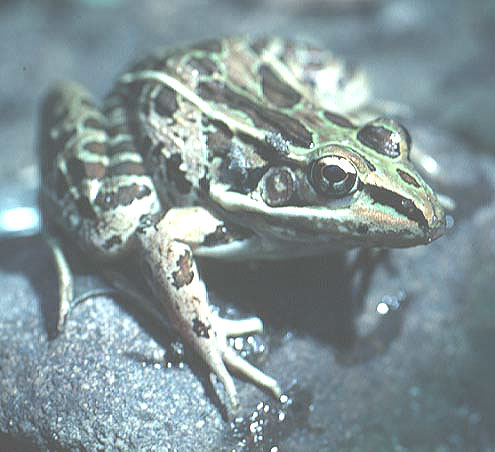 Rana forreri Rana forreri