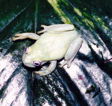 Boana punctata Boana punctata