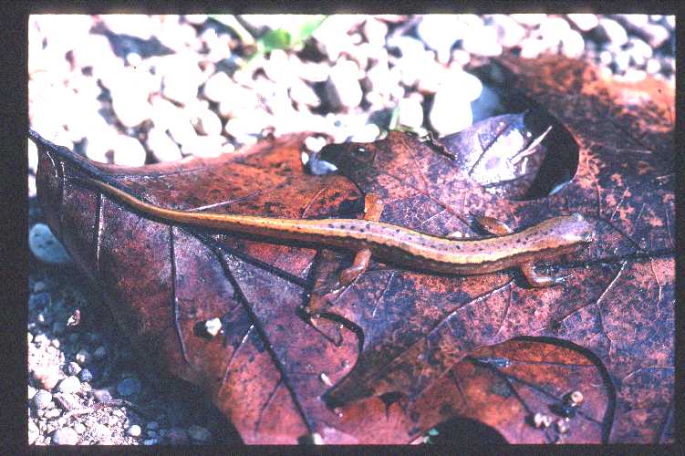 Eurycea cirrigera Eurycea cirrigera