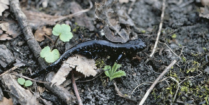Ambystoma laterale Ambystoma laterale