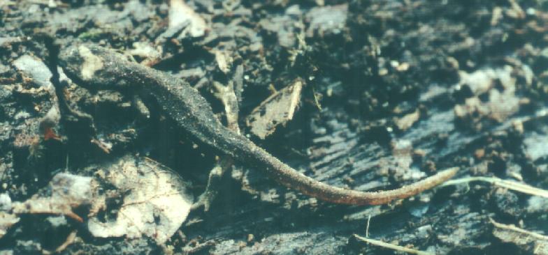 Salamandrina terdigitata