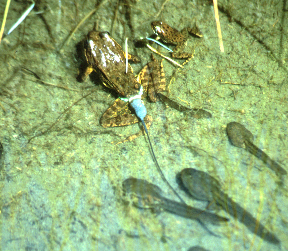 Rana muscosa Rana muscosa