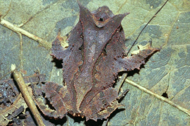 Proceratophrys melanopogon Proceratophrys melanopogon