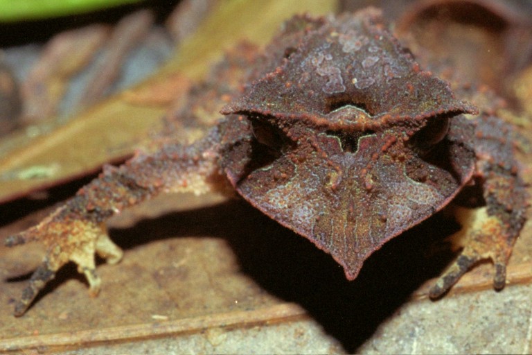 Proceratophrys melanopogon Proceratophrys melanopogon