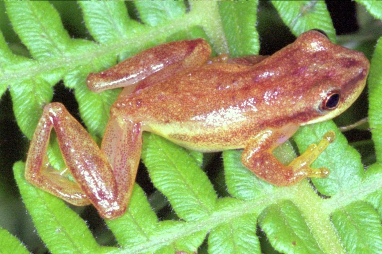 Dendropsophus sanborni Dendropsophus sanborni