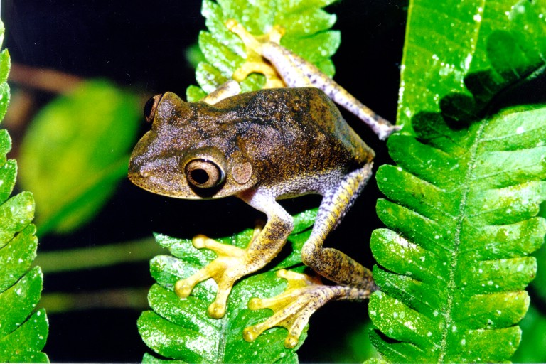 Boana geographica Boana geographica
