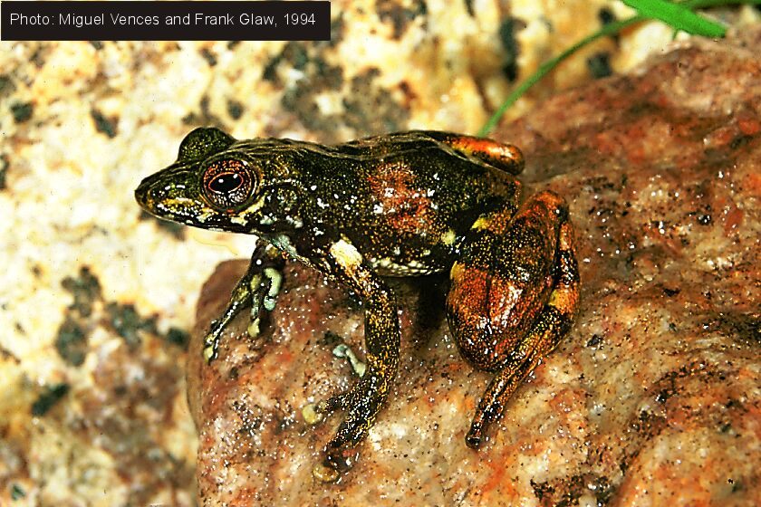 Mantidactylus lugubris Mantidactylus lugubris
