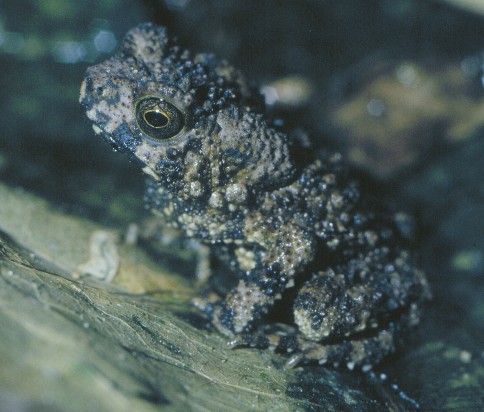 Sclerophrys taiensis Sclerophrys taiensis