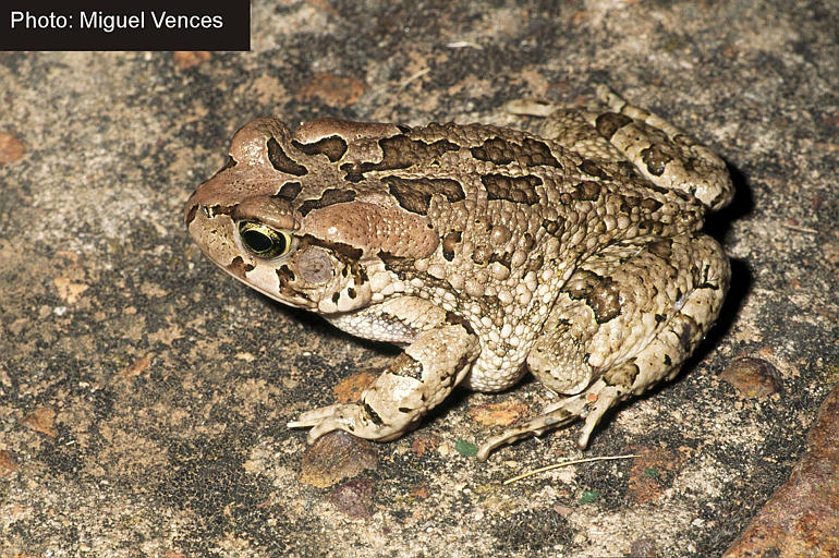 Sclerophrys capensis Sclerophrys capensis