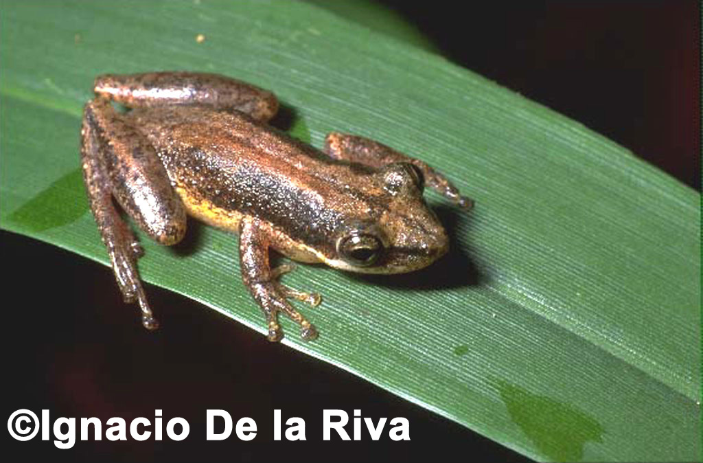 Scinax fuscomarginatus Scinax fuscomarginatus