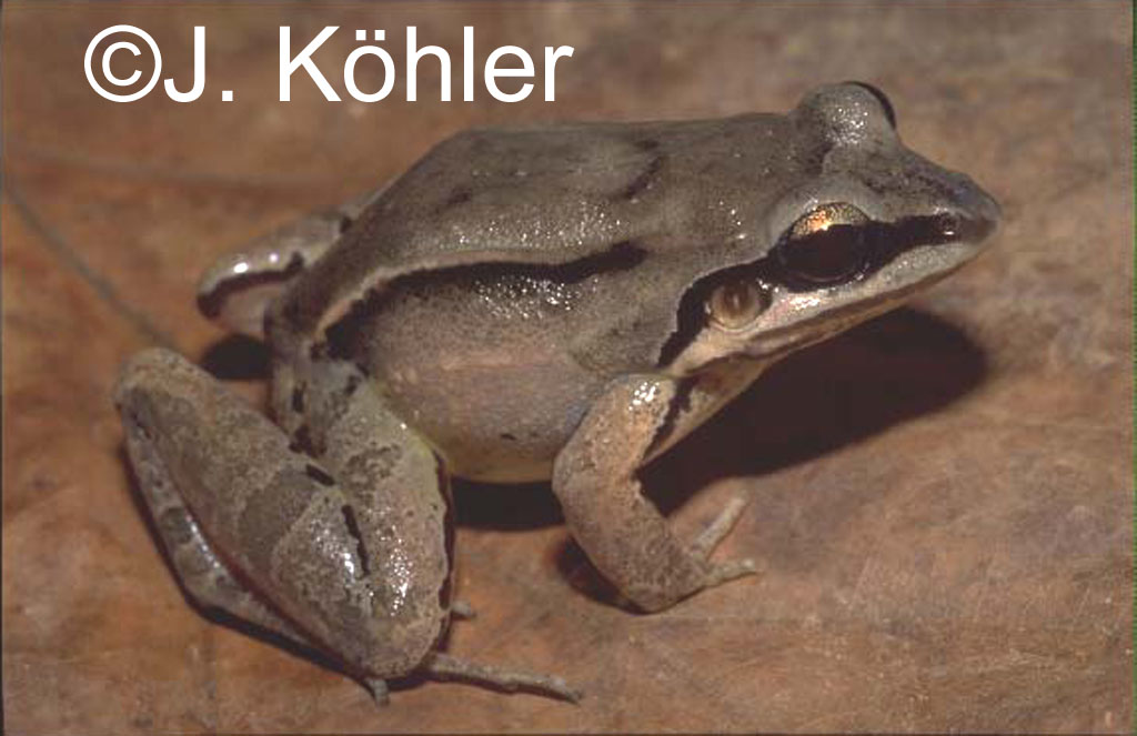 Leptodactylus didymus Leptodactylus didymus