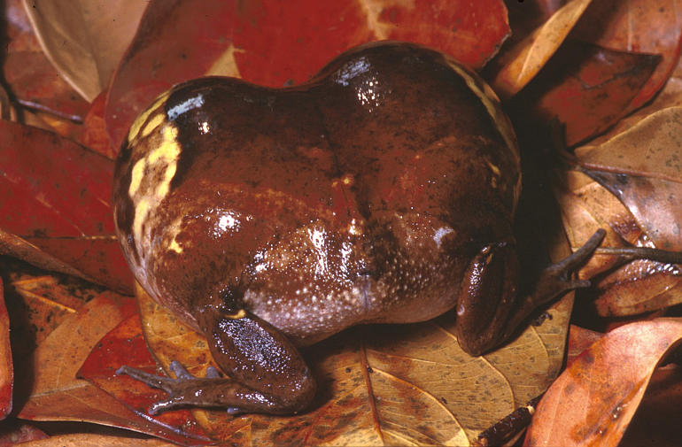 Kaloula pulchra Kaloula pulchra